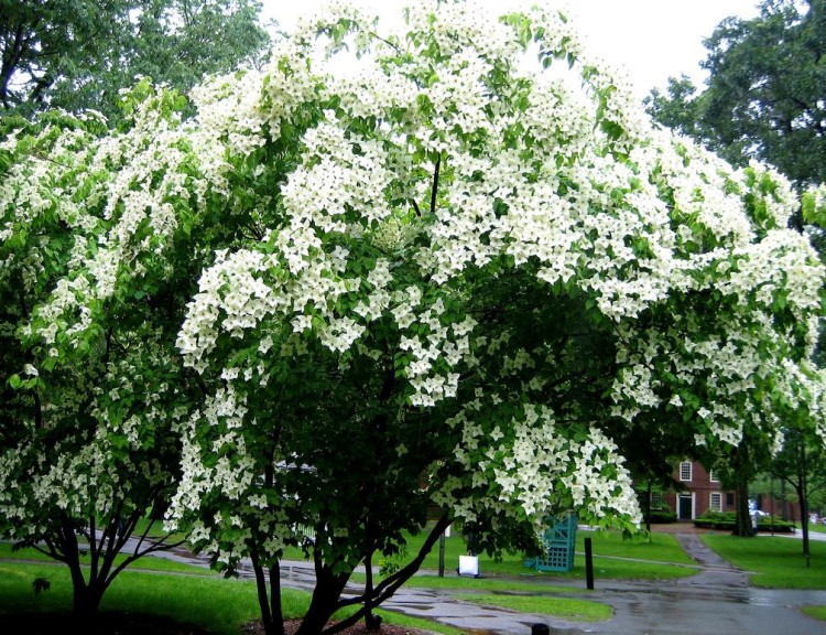 The 10 Most Beautiful Ornamental Trees For Your Yard - The HomeSource